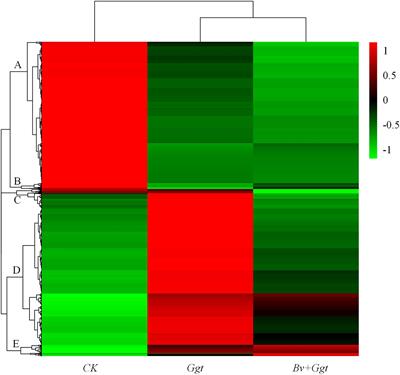 Comparative Transcriptome Profiling of Gaeumannomyces graminis var. tritici in Wheat Roots in the Absence and Presence of Biocontrol Bacillus velezensis CC09